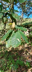 Quercus crassifolia