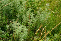 Artemisia pontica