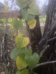 Aristolochia tomentosa