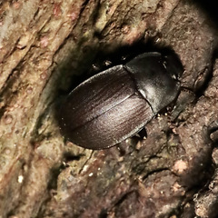 Mimopeus opaculus
