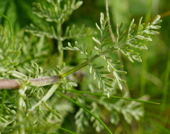 Artemisia pontica