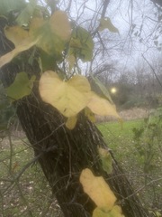 Aristolochia tomentosa