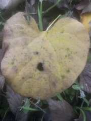 Aristolochia tomentosa