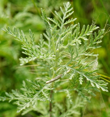 Artemisia pontica