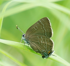 Satyrium caryaevorus