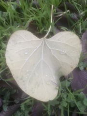 Aristolochia tomentosa