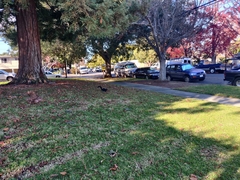 Sciurus carolinensis