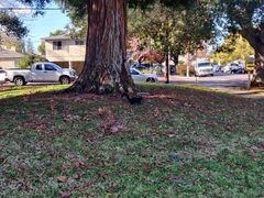 Sciurus carolinensis