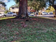 Sciurus carolinensis