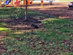 Sciurus carolinensis