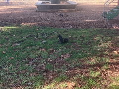 Sciurus carolinensis