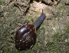 Glyptostoma gabrielense