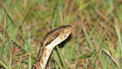 Bothrops diporus