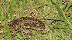 Bothrops diporus