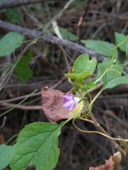 Ipomoea dumetorum