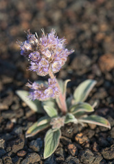 Phacelia hastata