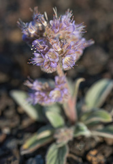 Phacelia hastata
