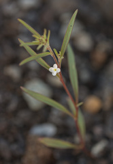 Gayophytum