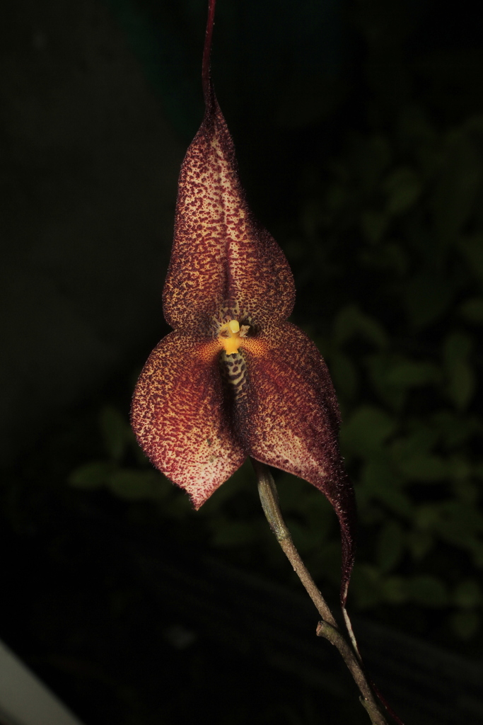 Dracula roezlii (Rchb.f.) Luer