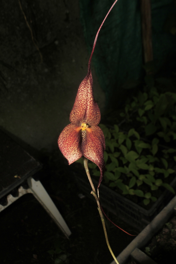 Dracula roezlii (Rchb.f.) Luer 2