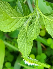 Heliotropium angiospermum