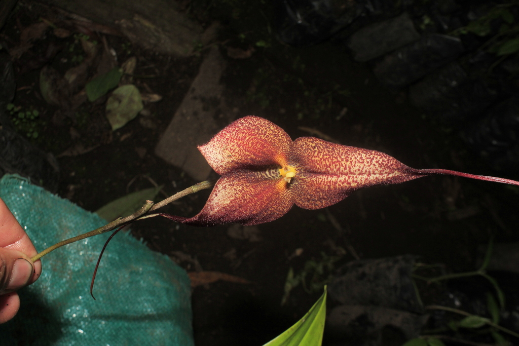 Dracula roezlii (Rchb.f.) Luer 3