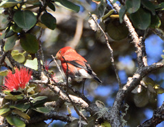 Himatione sanguinea