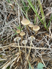 Mycena olivaceomarginata