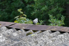 Motacilla alba alba