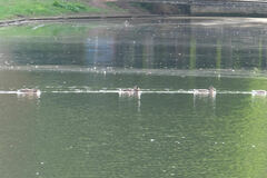 Anas platyrhynchos platyrhynchos