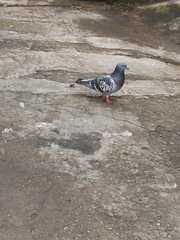 Columba livia domestica