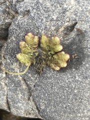 Azolla
