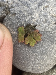 Azolla