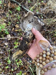 Gomphidius oregonensis