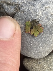 Azolla