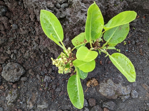 Image of Rumex skottsbergii by no rights reserved
