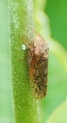 Ponana