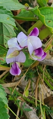Crotalaria verrucosa