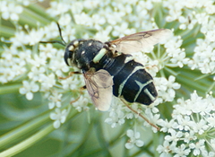 Stratiomys badia