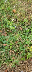 Crotalaria verrucosa