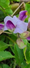 Crotalaria verrucosa