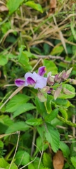 Crotalaria verrucosa