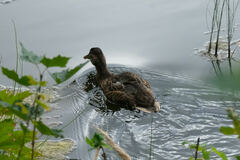 Anas platyrhynchos platyrhynchos