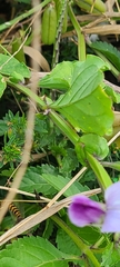 Crotalaria verrucosa