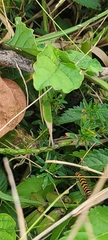 Crotalaria verrucosa