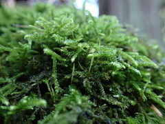 Claopodium crispifolium