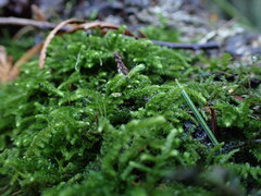 Claopodium crispifolium