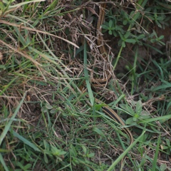 Xenochrophis vittatus