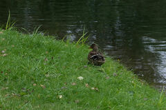 Anas platyrhynchos platyrhynchos