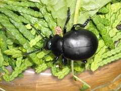 Timarcha tenebricosa
